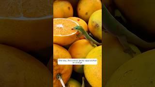 A man adopted an abandoned egg and then...