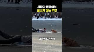 사람과 댕댕이가 가장 좋은 친구인 이유