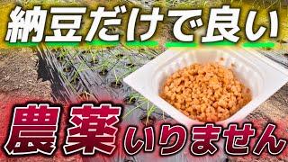 【納豆菌液】もう農薬は買わなくていい！家庭菜園の最強の味方！超簡単に作れる納豆菌培養液の作り方を解説！