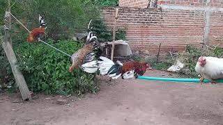 ejercicios para gallos finos (la cuerda) desde Urumita la Guajira