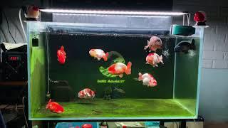 Ranchu tank