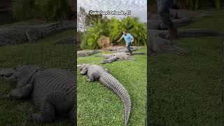 Alligator Traffic Jam‼️ #gatorland #alligator #crocodile