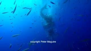 Great White Shark bites air supply and gets stuck in cage at Guadalupe Island