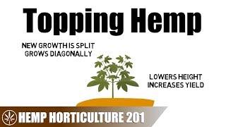 How To Top A Hemp Plant