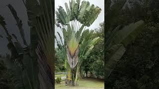 Travellers Palm Ravenala Madagascariensis#short