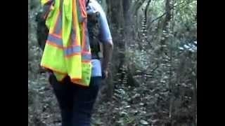 A romp through the woods