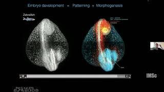 Shaping developing tissues via dynamic signalling gradients  by Diana Pinheiro