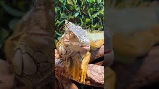 So satisfying  #satisfying  #asmr #pets #foryou