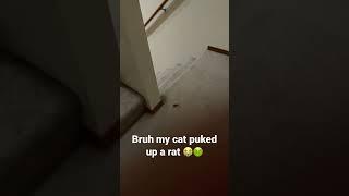 My cat puked up a rat #shorts