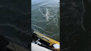 HUGE Striped Bass Eats Tautog!