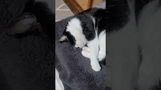 #낮잠#대마도민박집고양이#고양이