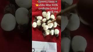 8999273866white Biba 100% available brinjal call me