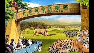 Beijing Wildlife Park - Safari Trip & Zoo #beijinglife #beijingtrip #familyholiday