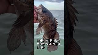 왕사미 #영덕 #사진리 #영덕볼락 #왕사미 #볼락루어 #볼락캐스팅게임 #지그헤드게임 #볼락