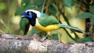 Birds of Ecuador