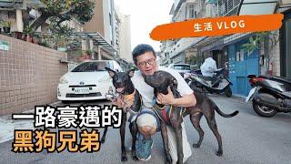 【黑狗兄弟】帶著黑狗散步，一路上人見人怕？ | 黑狗想找貓咪玩