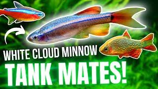 Top 5 Tank Mates For White Cloud Mountain Minnows