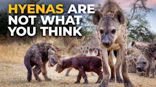 The Insane Biology of: The Spotted Hyena