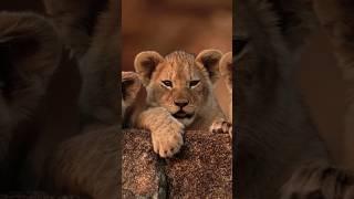 A Mother's Love: Lion Cub Bonding Moments