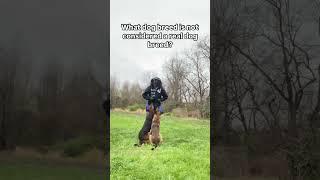 ADVANCED OBEDIENCE #dogtraining #shortvideo #shorts