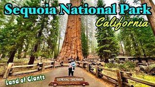 USA EP 07: RoadTrip 2024 | Fremont to Los Angeles | Sequoia General Sherman Tree | Roving Couple