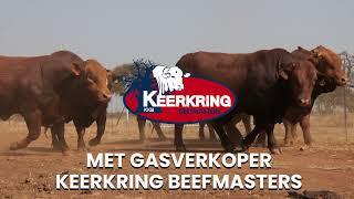 7th Kalahari Beefmasters