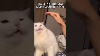집사의 스킨십이 너무 싫었던 냥냥이들 ㅋㅋㅋㅋㅋ