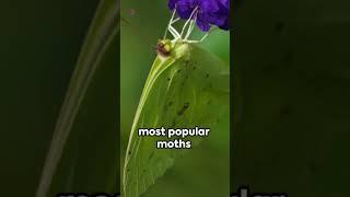 Pellucid Hawk Moth  A Quick Flutter  #aussie #animal