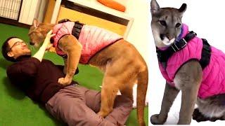 MY PET is a PUMA | Young Man Shares a Flat with a Cougar