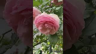 Bridal roses and clematis julia correvon