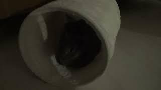 Nyxie the Cat - Video 52