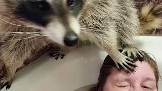 Mindy Raccoon is a bathtub hog!