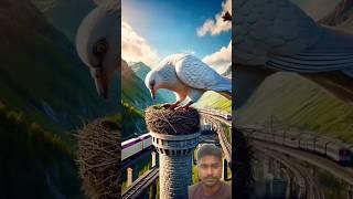 The story of the pigeon who built nest on top of a tower and then laid lots of eggs#ai #pigeon