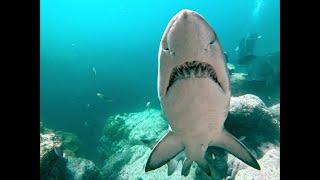 The Tubes dive site, Jervis Bay, NSW Australia