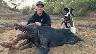 FNQ Dry Season Boars