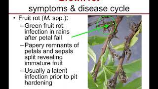 Stone Fruit IPM: Brown Rot