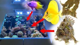 Top 10 Captive Bred Marine Fish for REEF TANKS - Seafriendlyreef