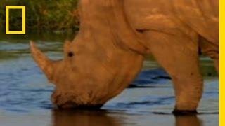 Wild Rhinos | National Geographic