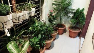 My garden #shorts #youtubeshorts #short