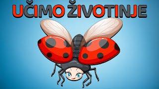 Ucenje Zivotinja 2 | Zivotinje Za Djecu i Bebe | Ucimo decu