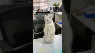 Кот В Шлеме #Смех