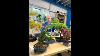 Spring Easter Collection of Bonsai Trees from Bonsai Direct