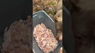 Watch dogs eat 40 pounds of raw chicken  #burrnationk9s #pet #raw #rawchicken #rawfeeding #dog