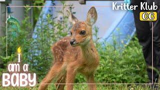 Meet A 30 Day Old Roe Deer  l I'm A Baby Ep. 15