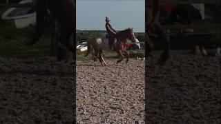 Almost a perfect canter!! #horse #equestrian #horseriding #horses #horsefan #canter #youngsters