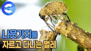 1센치도 안되는 작은 벌레는 왜 나뭇가지를 자를까? | 도토리가 땅에 떨어져있는 이유 | 도토리거위벌레가 살아가는 법 | 다큐프라임