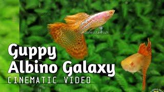 Guppy Albino Galaxy Big Tail - For Sale