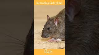 interesting facts about rats #shorts #fact #info #unknown