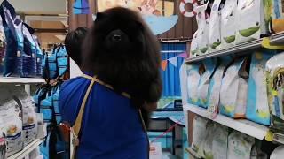 88 PETS MART - Shop tour by Hamachi, our black Chow Chow