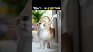 고양이가 버스를 탔다고요? 혼자서요? #반려동물썰#황당한일상#고양이쇼츠 #버스타는고양이#일상공감#일상수다#수다쇼츠